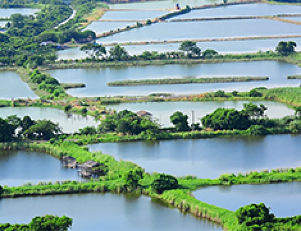Giám sát trại cá ở Việt Nam bằng cách kiểm soát chất lượng nước trong ao và bể