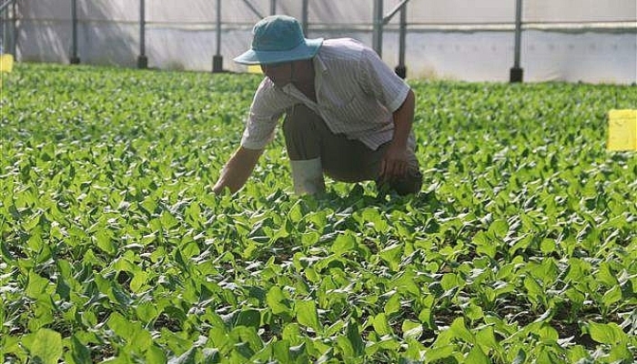 Bà Rịa - Vũng Tàu: Có 65 cơ sở sản xuất trồng trọt ứng dụng công nghệ cao