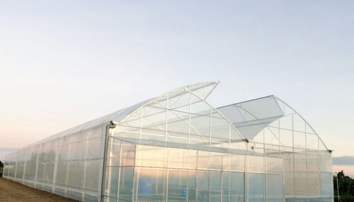 Công nghệ trồng rau trong nhà kính