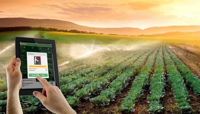 Phát triển nông nghiệp 4.0: Israel phát triển phương pháp AI dự đoán tình trạng nước và nhiệt trên cây trồng